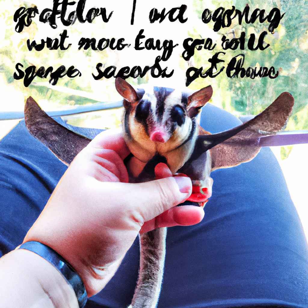 how to travel with sugar gliders